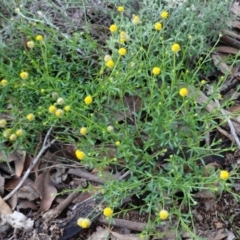 Calotis lappulacea at Deakin, ACT - 13 Dec 2018