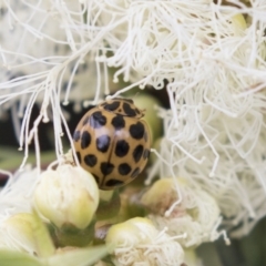 Harmonia conformis (Common Spotted Ladybird) at ANBG - 11 Dec 2018 by AlisonMilton