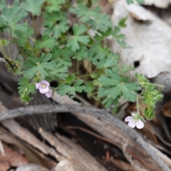 Geranium (genus) (Geranium) at Hughes, ACT - 13 Dec 2018 by JackyF
