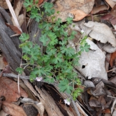 Geranium sp. at Hughes, ACT - 13 Dec 2018