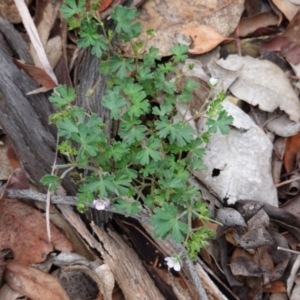 Geranium sp. at Hughes, ACT - 13 Dec 2018 04:20 PM