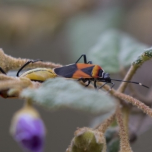 Dindymus versicolor at Hackett, ACT - 11 Dec 2018