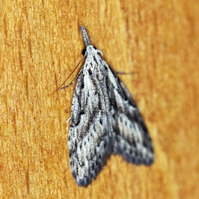 Nola vernalis (Dagger Tuft Moth) at O'Connor, ACT - 9 Dec 2018 by ibaird