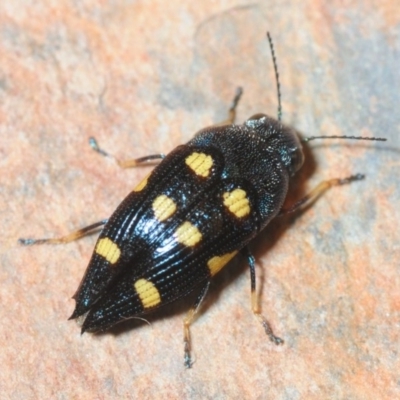 Astraeus (Astraeus) pygmaeus (A small Casuarina jewel beetle.) at Morton National Park - 13 Dec 2018 by Harrisi