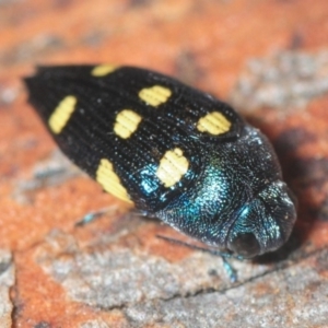 Astraeus (Astraeus) pygmaeus at Tianjara, NSW - 13 Dec 2018