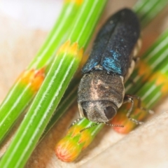 Dinocephalia cyaneipennis (Jewel beetle) at Coolumburra, NSW - 12 Dec 2018 by Harrisi