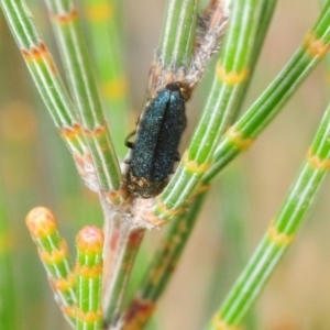 Dinocephalia cyaneipennis at Coolumburra, NSW - 12 Dec 2018 02:10 PM