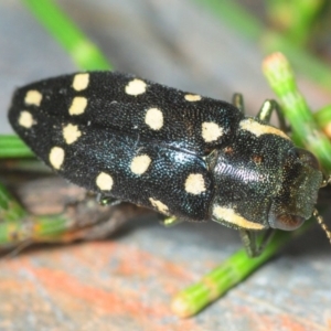 Diphucrania duodecimmaculata at Oallen, NSW - 13 Dec 2018