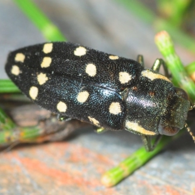 Diphucrania duodecimmaculata (12-spot jewel beetle) at Oallen, NSW - 13 Dec 2018 by Harrisi