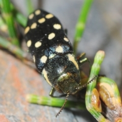 Diphucrania duodecimmaculata at Oallen, NSW - 13 Dec 2018