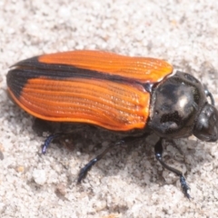 Castiarina rufipennis (Jewel beetle) at Jerrawangala National Park - 12 Dec 2018 by Harrisi