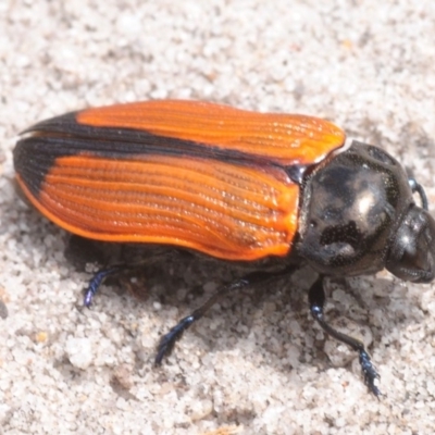 Castiarina rufipennis (Jewel beetle) at Tianjara, NSW - 12 Dec 2018 by Harrisi