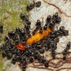 Anonychomyrma sp. (genus) (Black Cocktail Ant) at Acton, ACT - 11 Dec 2018 by TimL