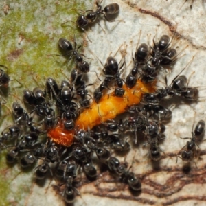 Anonychomyrma sp. (genus) at Acton, ACT - 11 Dec 2018