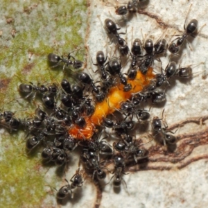 Anonychomyrma sp. (genus) at Acton, ACT - 11 Dec 2018