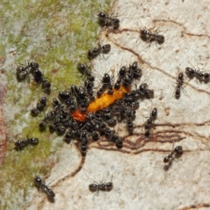 Anonychomyrma sp. (genus) at Acton, ACT - 11 Dec 2018