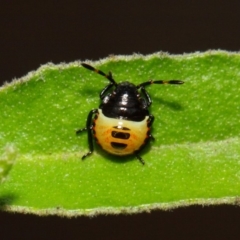 Commius elegans (Cherry Ballart Shield Bug) at ANBG - 11 Dec 2018 by TimL