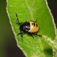 Commius elegans at Hackett, ACT - 11 Dec 2018 01:02 PM