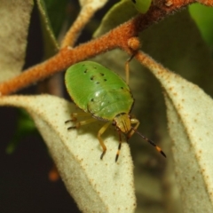 Acanthosomatidae (family) (Unidentified Acanthosomatid shield bug) at ANBG - 11 Dec 2018 by TimL