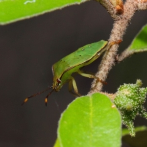 Acanthosomatidae (family) at Hackett, ACT - 11 Dec 2018 01:06 PM