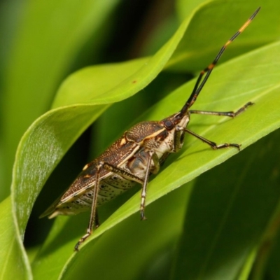 Poecilometis strigatus (Gum Tree Shield Bug) at ANBG - 11 Dec 2018 by TimL