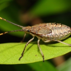 Poecilometis strigatus (Gum Tree Shield Bug) at Acton, ACT - 11 Dec 2018 by TimL