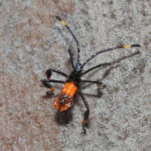 Amorbus (genus) at Acton, ACT - 11 Dec 2018 01:42 PM