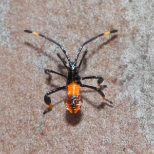 Amorbus sp. (genus) at Acton, ACT - 11 Dec 2018 01:42 PM