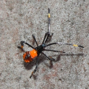 Amorbus sp. (genus) at Acton, ACT - 11 Dec 2018