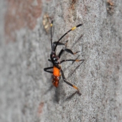 Amorbus (genus) at Acton, ACT - 11 Dec 2018 01:42 PM