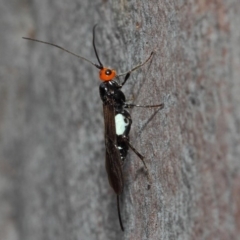 Callibracon capitator (White Flank Black Braconid Wasp) at Acton, ACT - 11 Dec 2018 by TimL