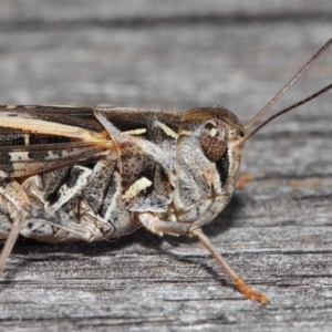 Oedaleus australis at Evatt, ACT - 11 Dec 2018