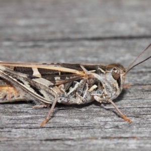 Oedaleus australis at Evatt, ACT - 11 Dec 2018