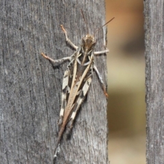 Oedaleus australis at Evatt, ACT - 11 Dec 2018