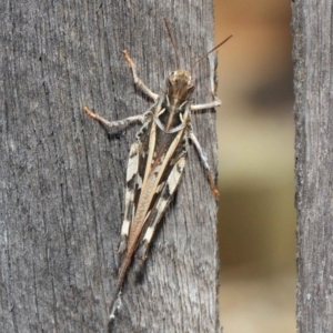 Oedaleus australis at Evatt, ACT - 11 Dec 2018 02:30 PM