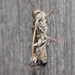 Oedaleus australis at Evatt, ACT - 11 Dec 2018 02:30 PM