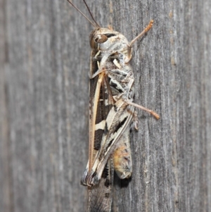 Oedaleus australis at Evatt, ACT - 11 Dec 2018