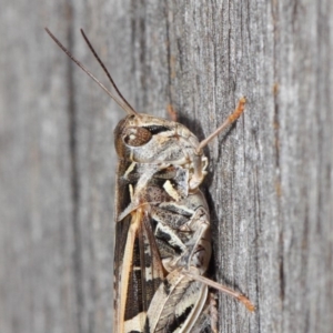 Oedaleus australis at Evatt, ACT - 11 Dec 2018