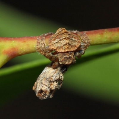 Dolophones sp. (genus) (Wrap-around spider) at ANBG - 11 Dec 2018 by TimL