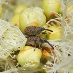 Meriphus fullo (Flower Weevil) at Acton, ACT - 11 Dec 2018 by TimL