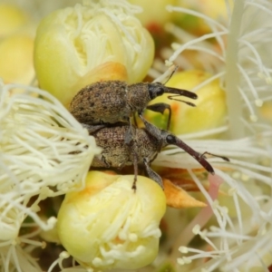 Meriphus fullo at Acton, ACT - 11 Dec 2018 01:37 PM