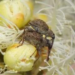 Meriphus fullo at Acton, ACT - 11 Dec 2018