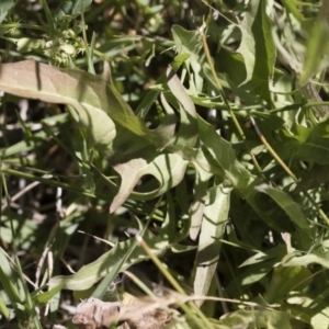 Crepis capillaris at Illilanga & Baroona - 3 Dec 2018