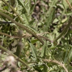 Crepis capillaris at Illilanga & Baroona - 3 Dec 2018