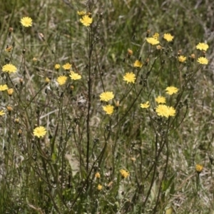 Crepis capillaris at Illilanga & Baroona - 3 Dec 2018 01:11 PM