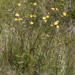 Crepis capillaris at Illilanga & Baroona - 3 Dec 2018 01:11 PM