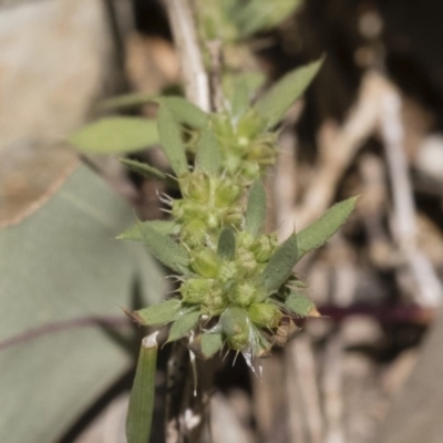 Paronychia brasiliana (Brazilian Whitlow) at Illilanga & Baroona - 7 Dec 2018 by Illilanga