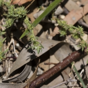 Paronychia brasiliana at Michelago, NSW - 7 Dec 2018