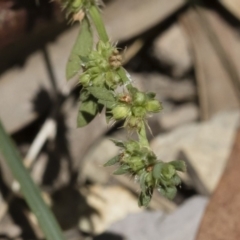 Paronychia brasiliana at Michelago, NSW - 7 Dec 2018