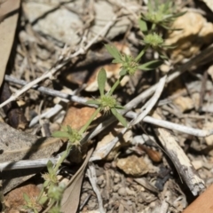 Paronychia brasiliana at Michelago, NSW - 7 Dec 2018